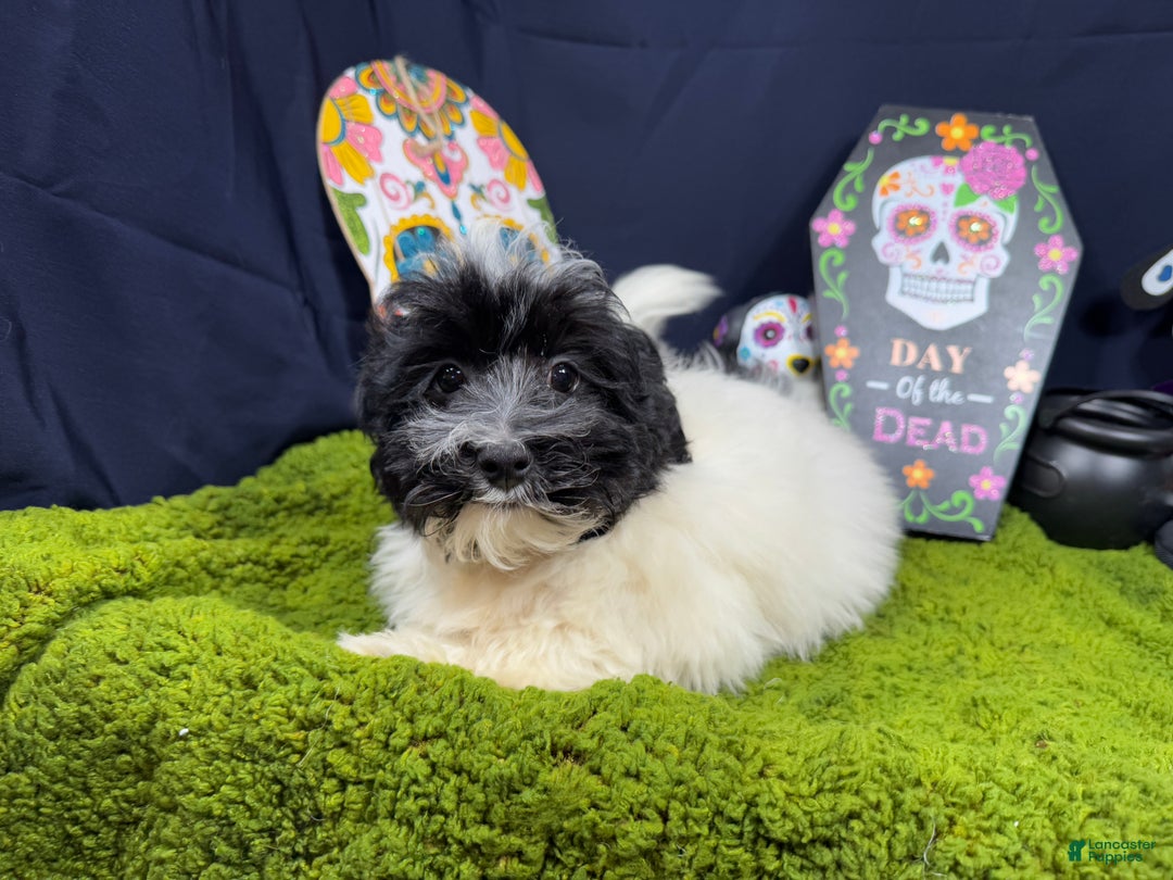 Havanese dogs for sale: Havanese Puppy 1 - Ad 6