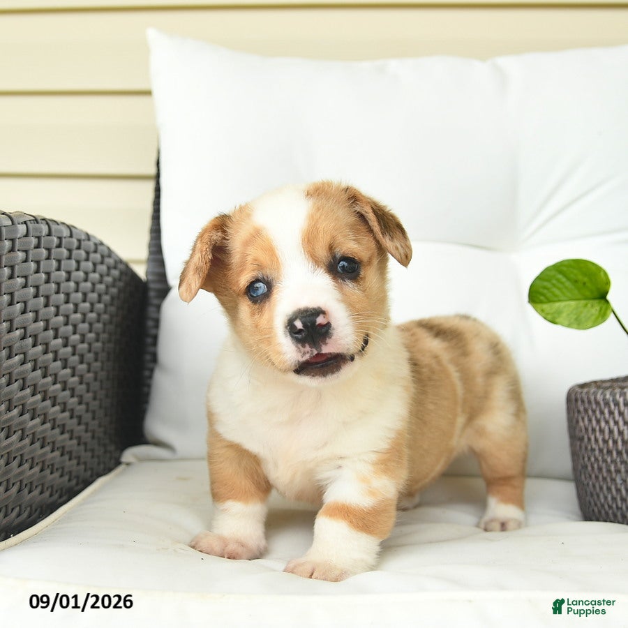 Welsh Corgi Pembroke dogs Boston  - Ad 1
