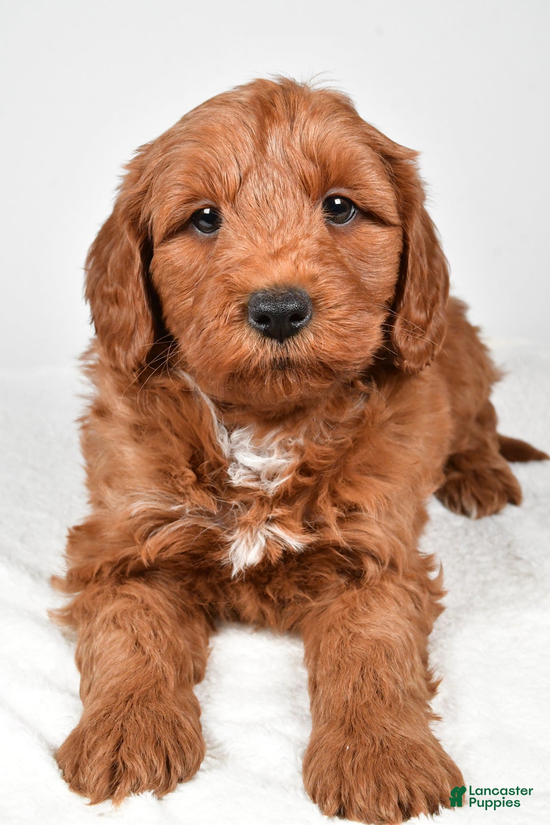 Mini Goldendoodle dogs for sale: Nicholas - Ad 2
