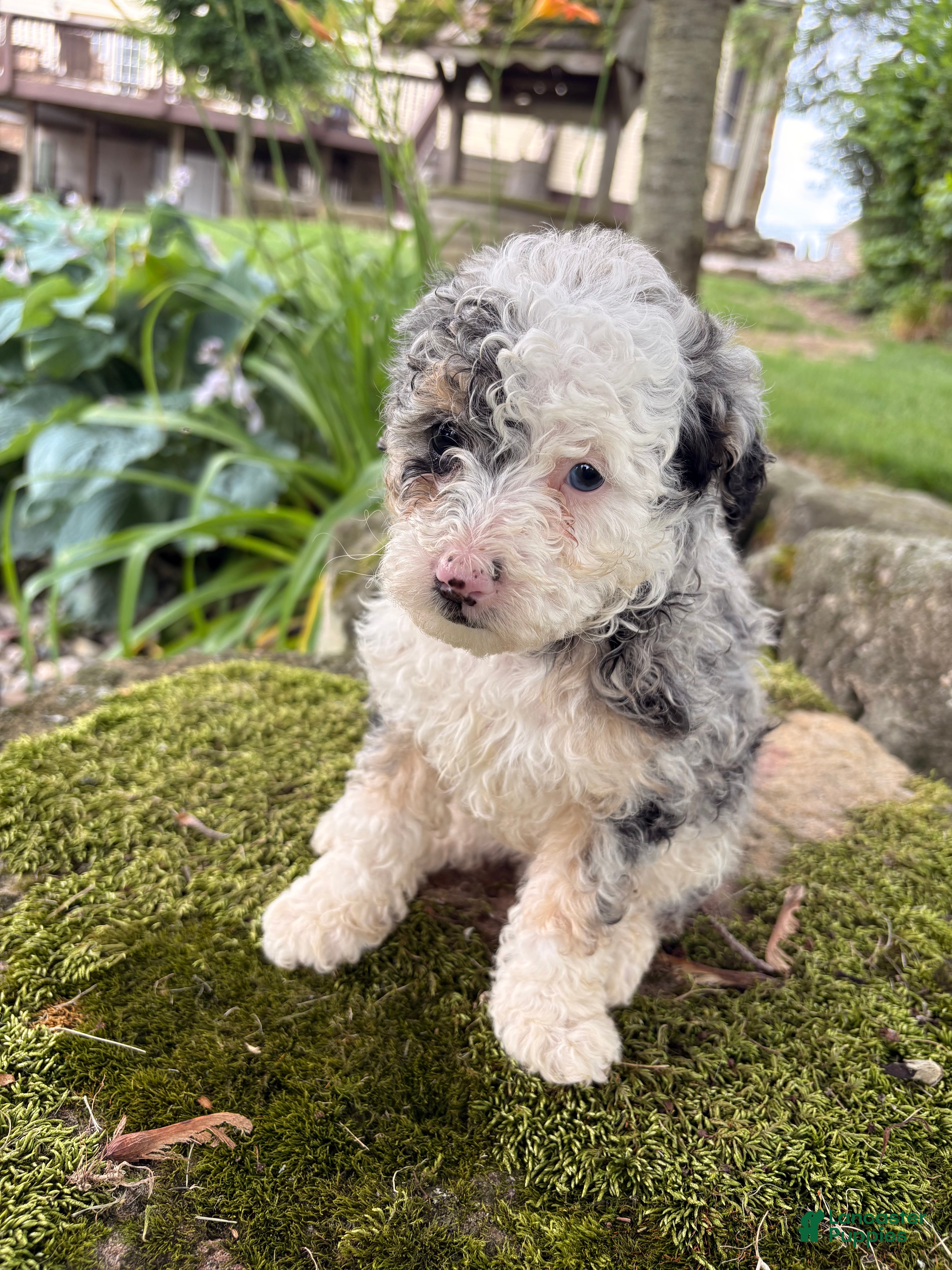 Corgipoo dogs Iris-F1B- CorgiPoo Merle - Ad 2