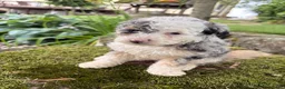 Corgipoo dogs for sale: Iris-F1B- CorgiPoo Merle - Ad 2