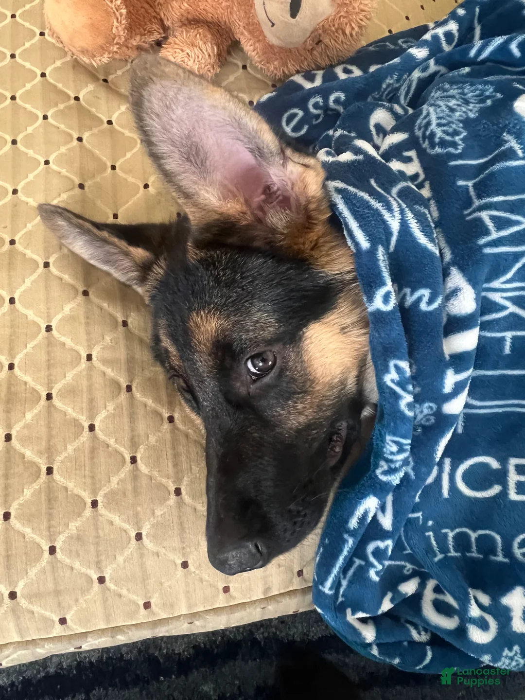 German Shepherd dogs for sale: German Shepherd Puppy 1 - Ad 2
