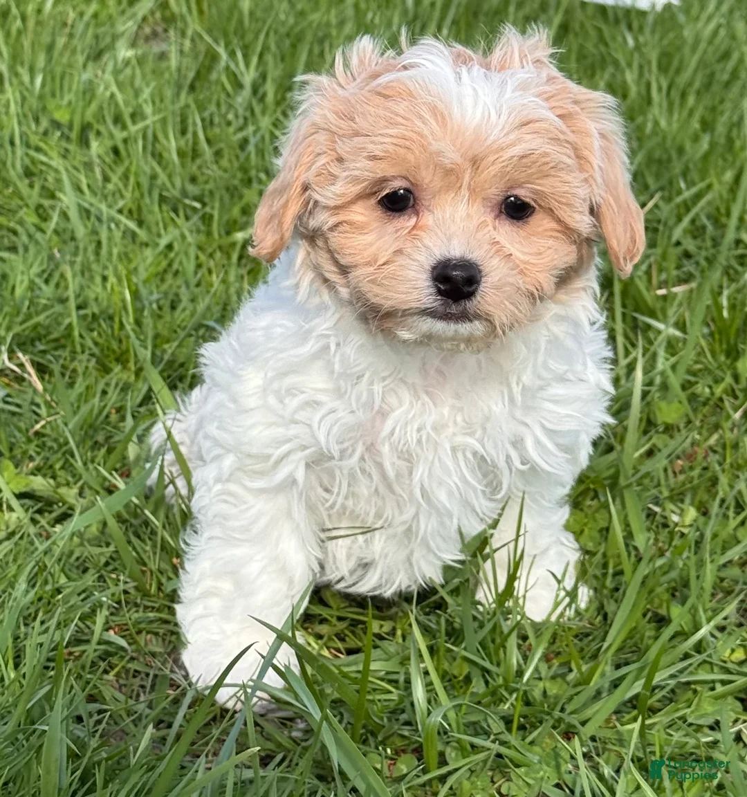 Havanese dogs for sale: Helen - Ad 2