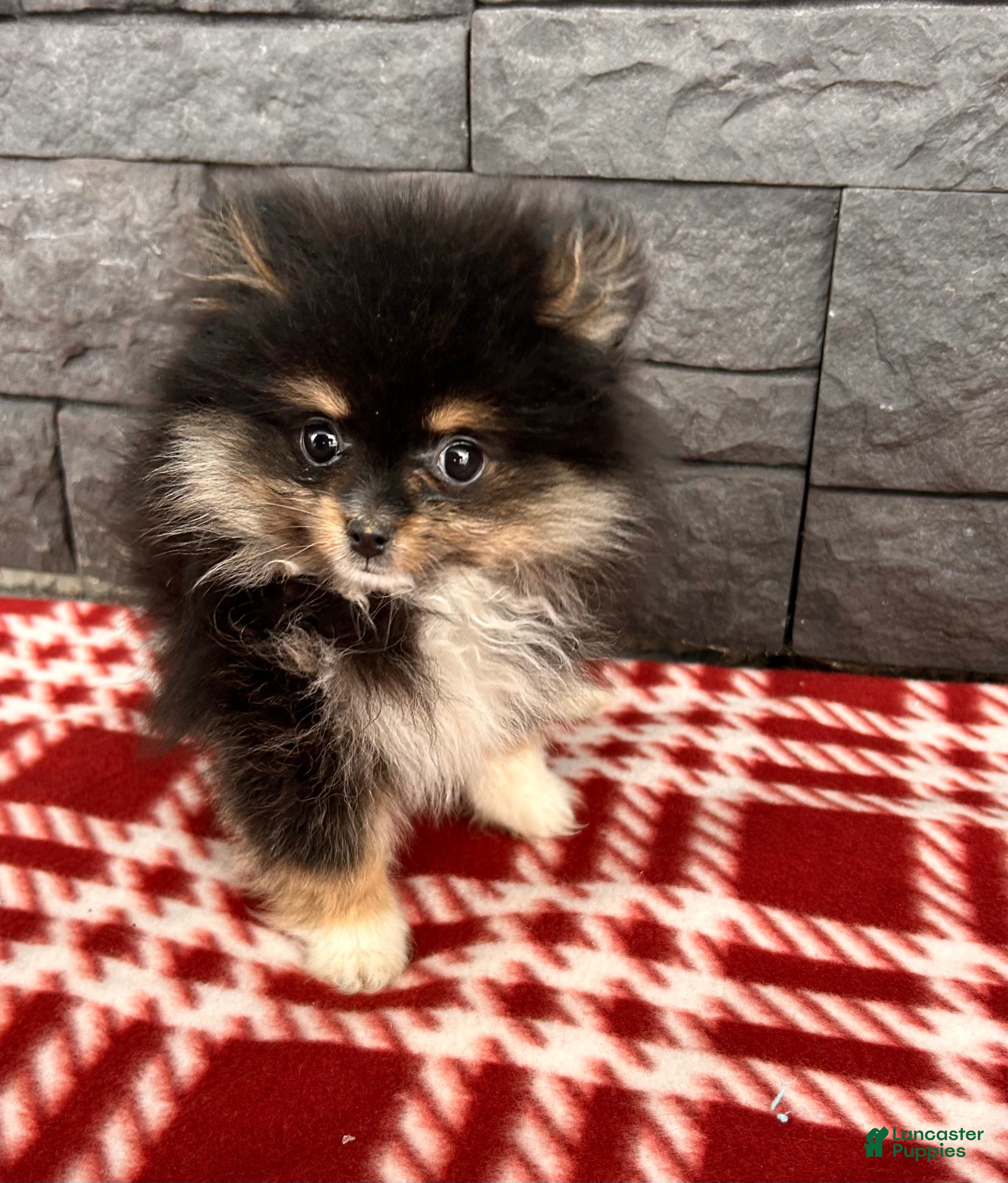 Pomeranian dogs Olivia - Ad 38
