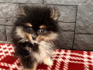 Pomeranian dogs Olivia - Ad 31