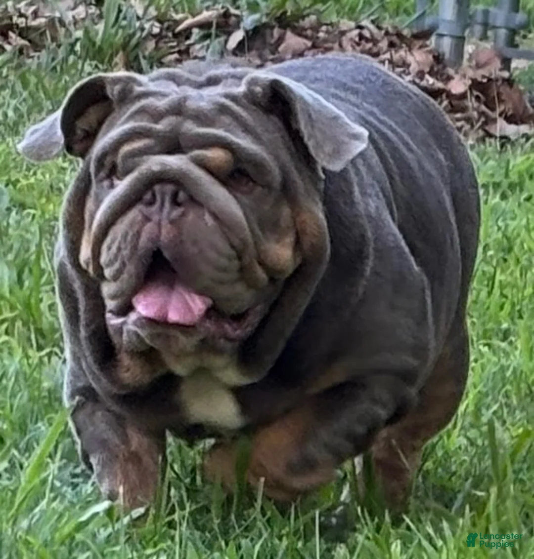English Bulldog dogs for sale: Glo - Ad 6