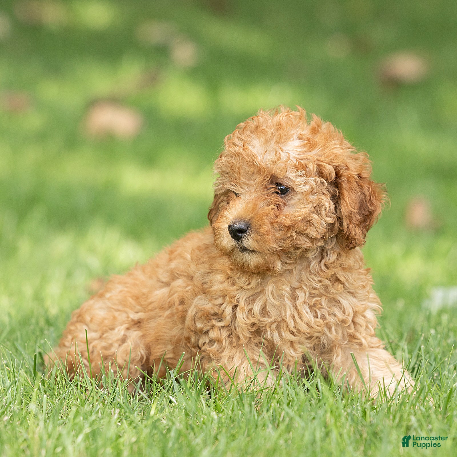 Miniature Poodle dogs Charm Miniature Poodle  - Ad 2