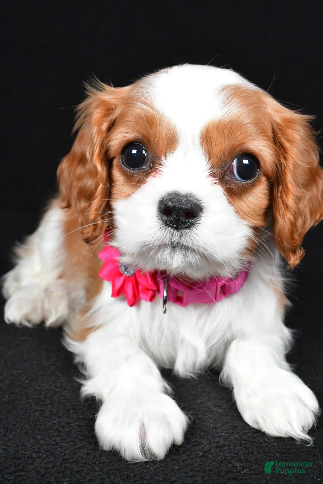 Cavalier King Charles Spaniel dogs for sale: Rose - Ad 4