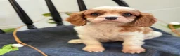 Cavalier King Charles Spaniel dogs for sale: Noble - Ad 11