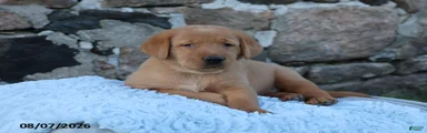 Maverick
