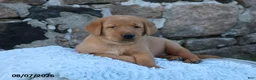 Goldador dogs for sale: Maverick - Ad 1