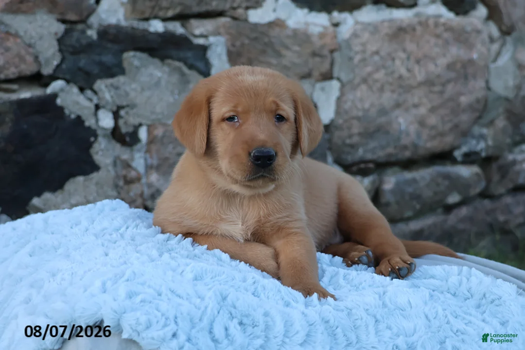 Goldador dogs for sale: Maverick - Ad 1