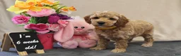 Miniature Poodle dogs for sale: Pom Pom - Ad 9