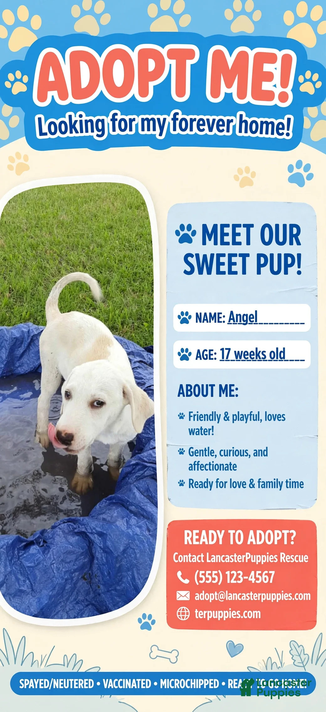 Mixed Breed dogs Angel - Ad 37