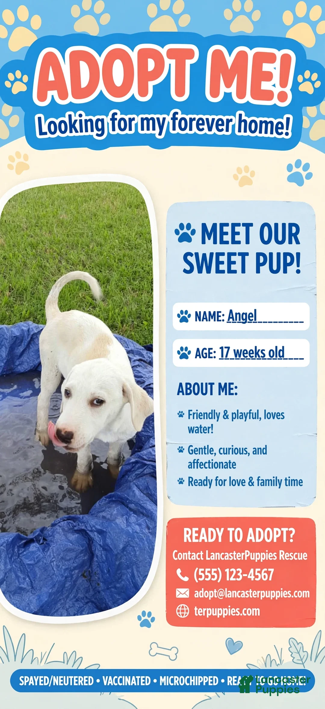 Mixed Breed dogs for sale: Angel - Ad 1