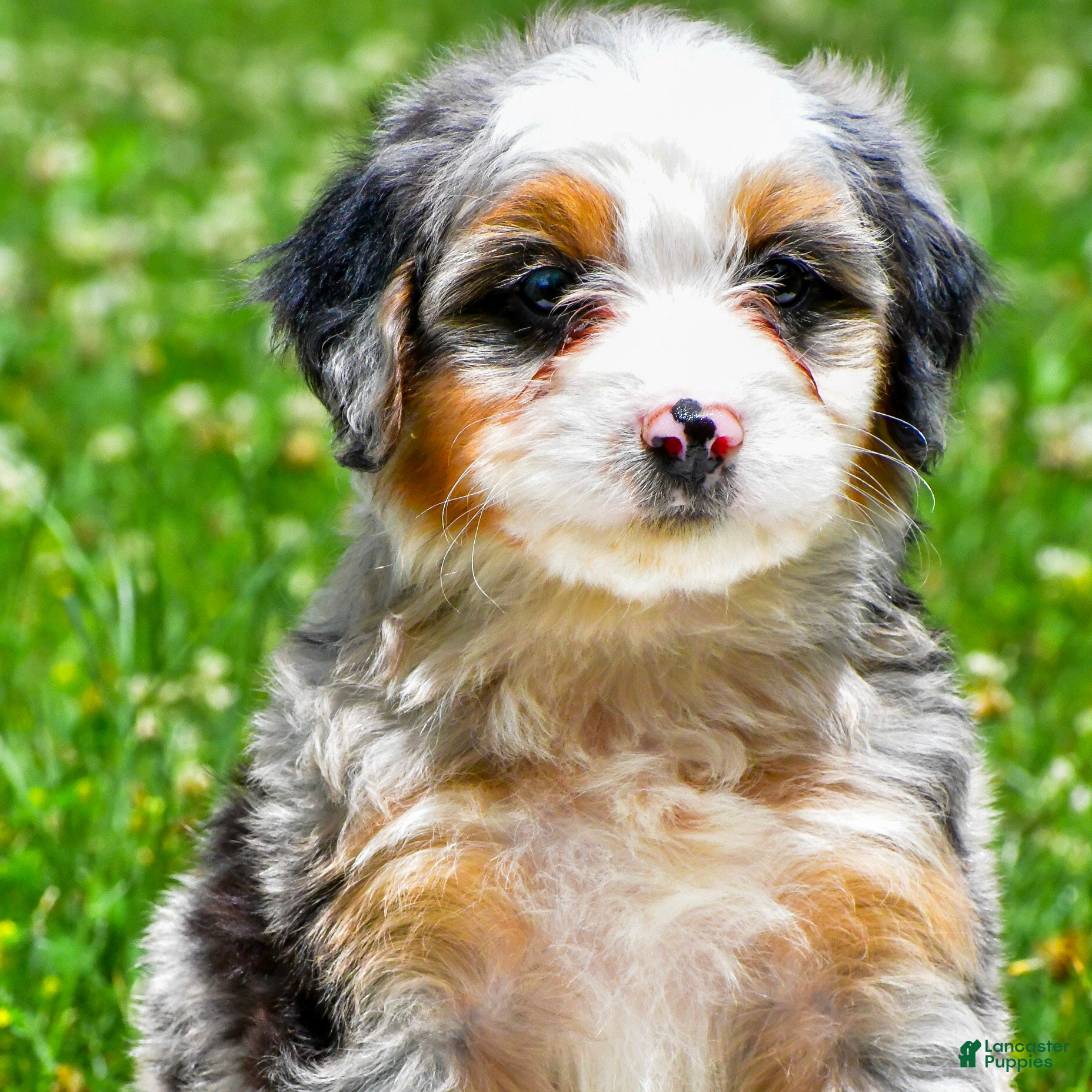 Mini Aussiedoodle dogs Gunner - Ad 1