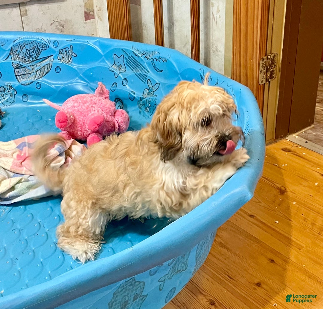 Teddy Bear dogs for sale: Sammy - Ad 2