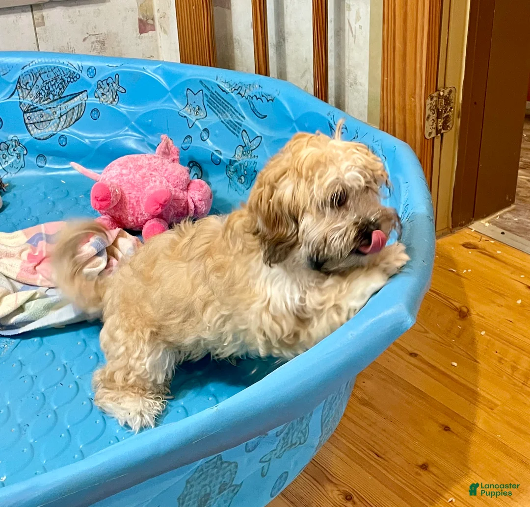 Teddy Bear dogs for sale: Sammy - Ad 2