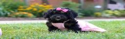 Bernedoodle dogs for sale: Paris - Ad 3