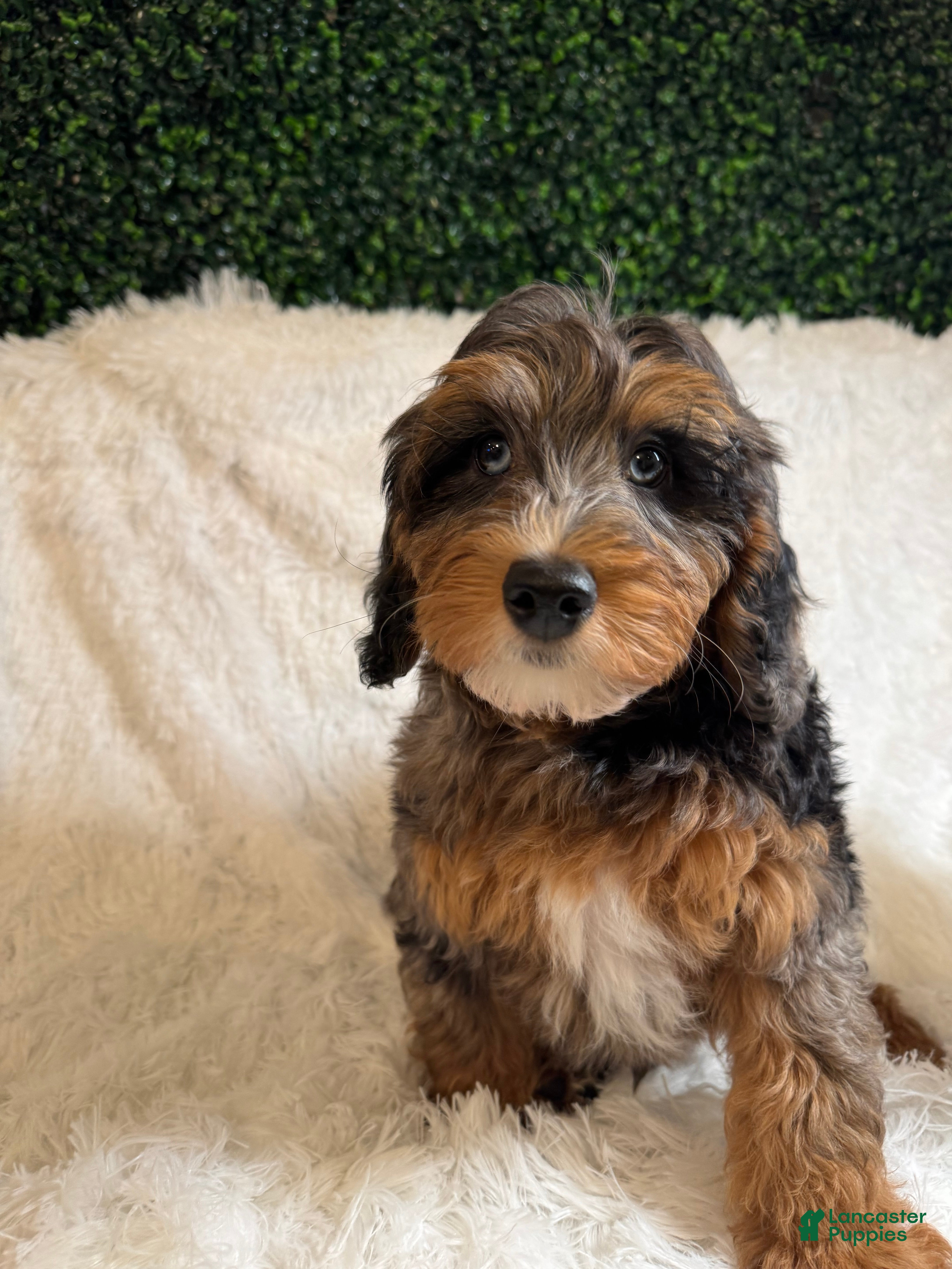 Mini Goldendoodle dogs Zoey - Ad 37