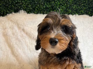 Mini Goldendoodle dogs Zoey - Ad 17