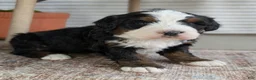Bernedoodle dogs for sale: Scotty  - Ad 2
