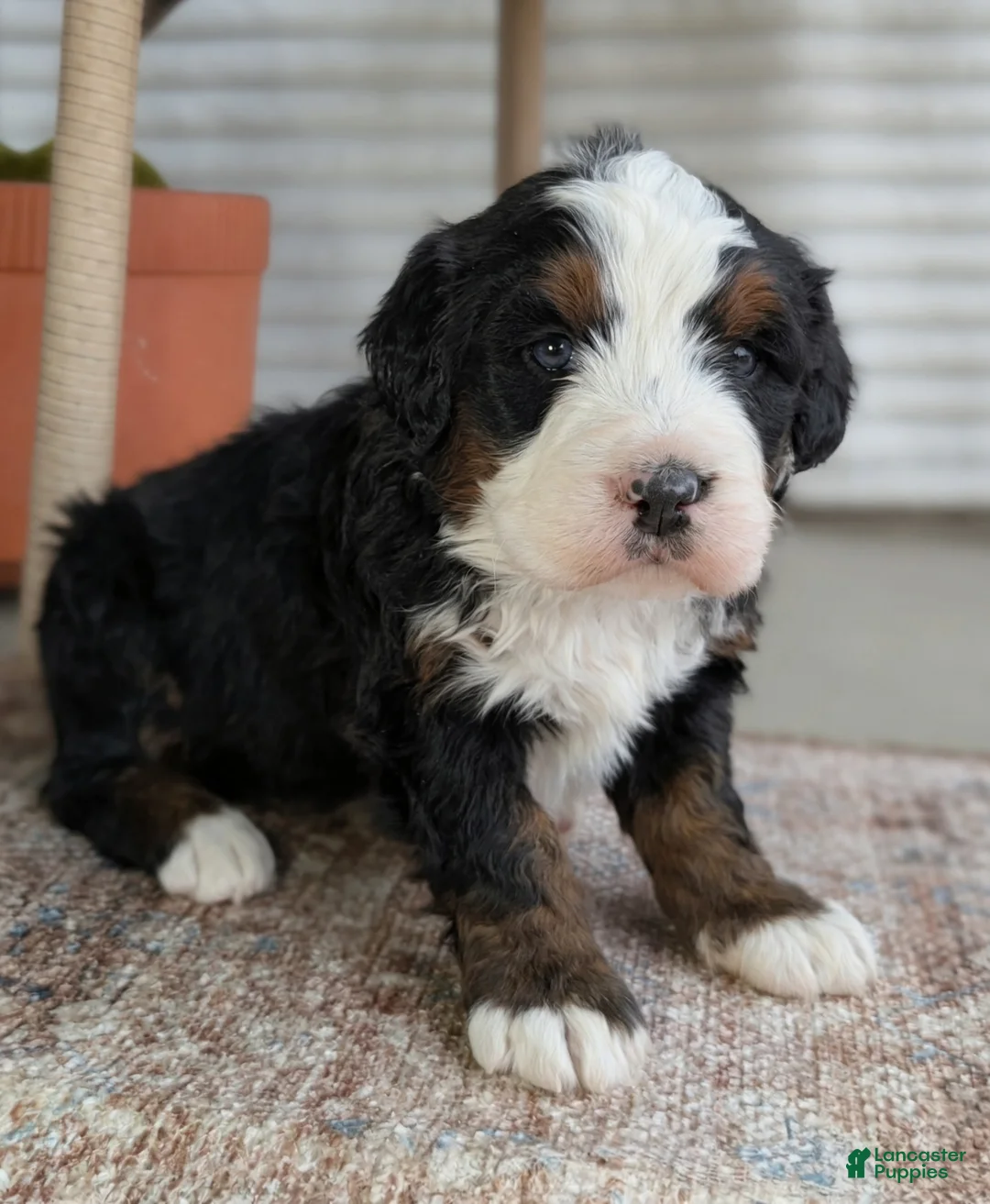 Bernedoodle dogs for sale: Scotty  - Ad 2