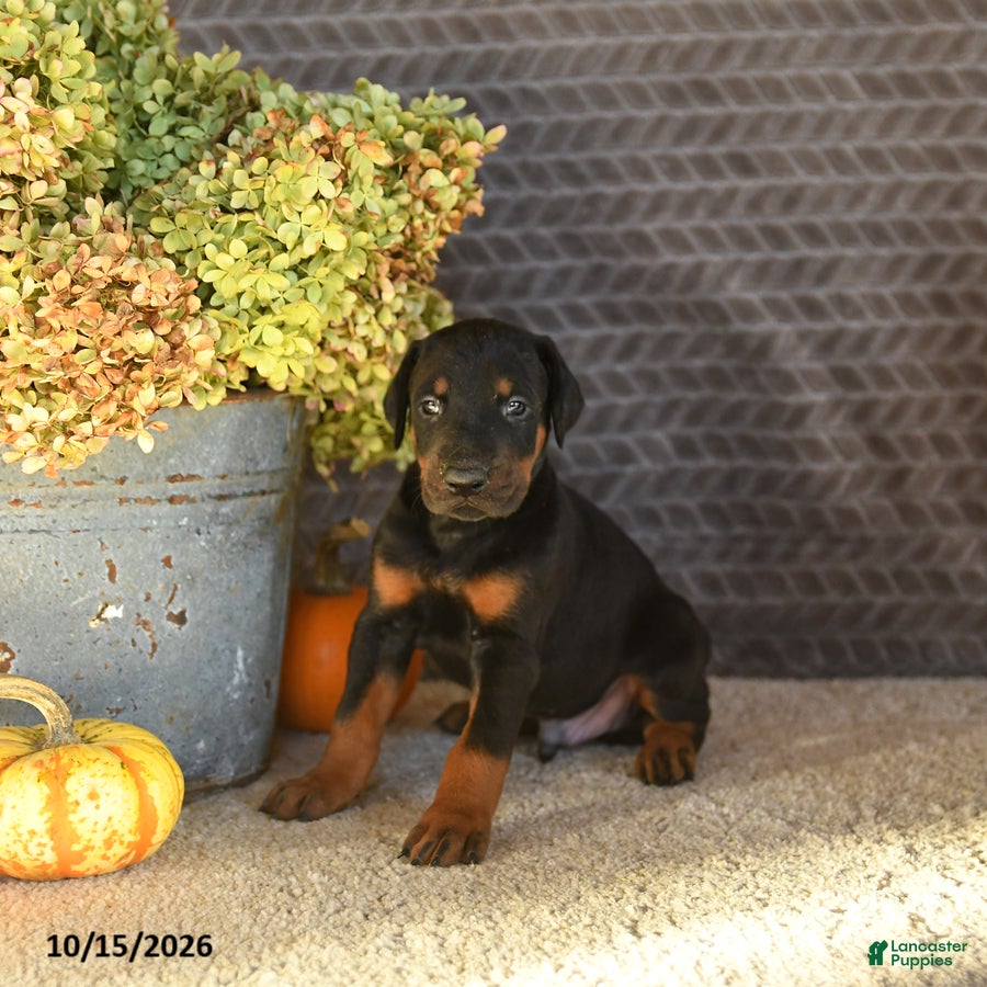 Doberman Pinscher dogs Echo - Ad 1