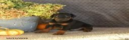 Doberman Pinscher dogs for sale: Echo - Ad 1