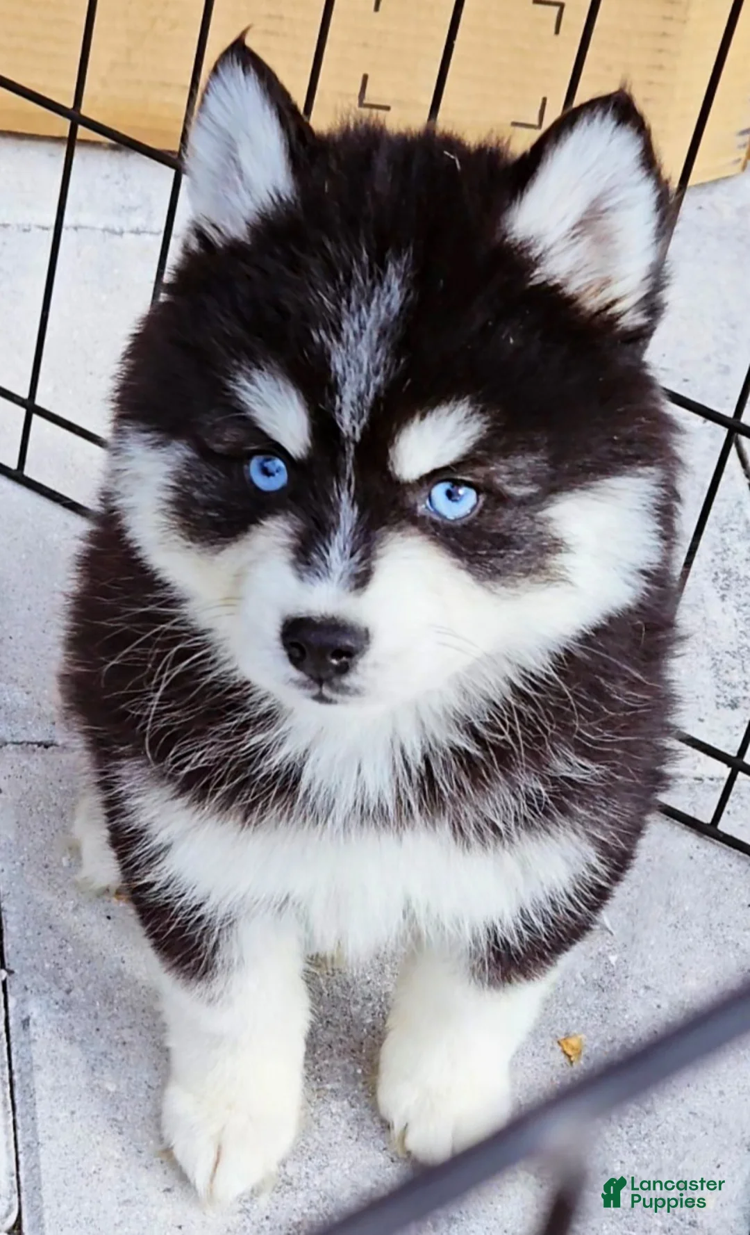 Pomsky dogs for sale: Damon - Ad 4