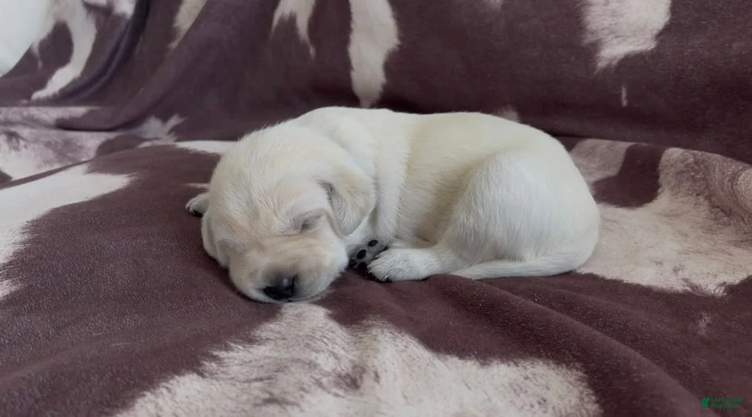 Labrador Retriever dogs for sale: Shilo - Ad 1
