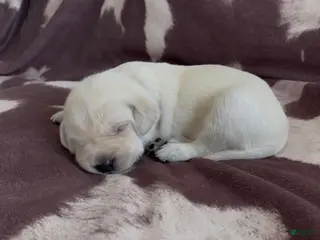 Labrador Retriever dogs for sale: Shilo - Ad 3