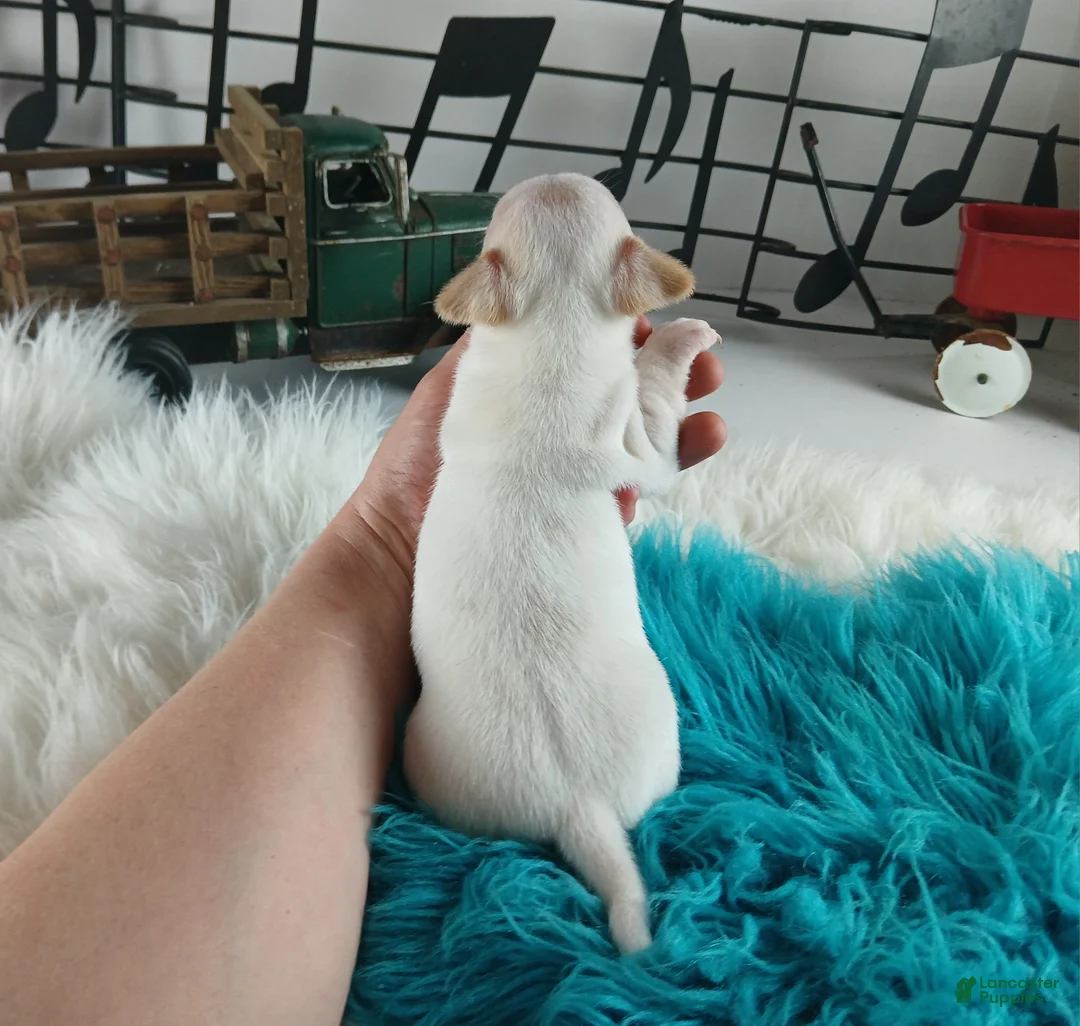 Chihuahua dogs for sale: Cece's white boy, NATIONWIDE DELIVERY  - Ad 5