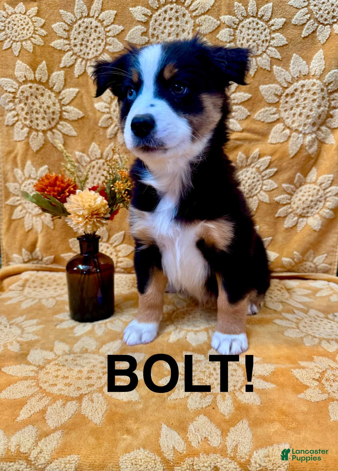 Miniature Australian Shepherd dogs Miniature Australian Shepherd 2 - Ad 1