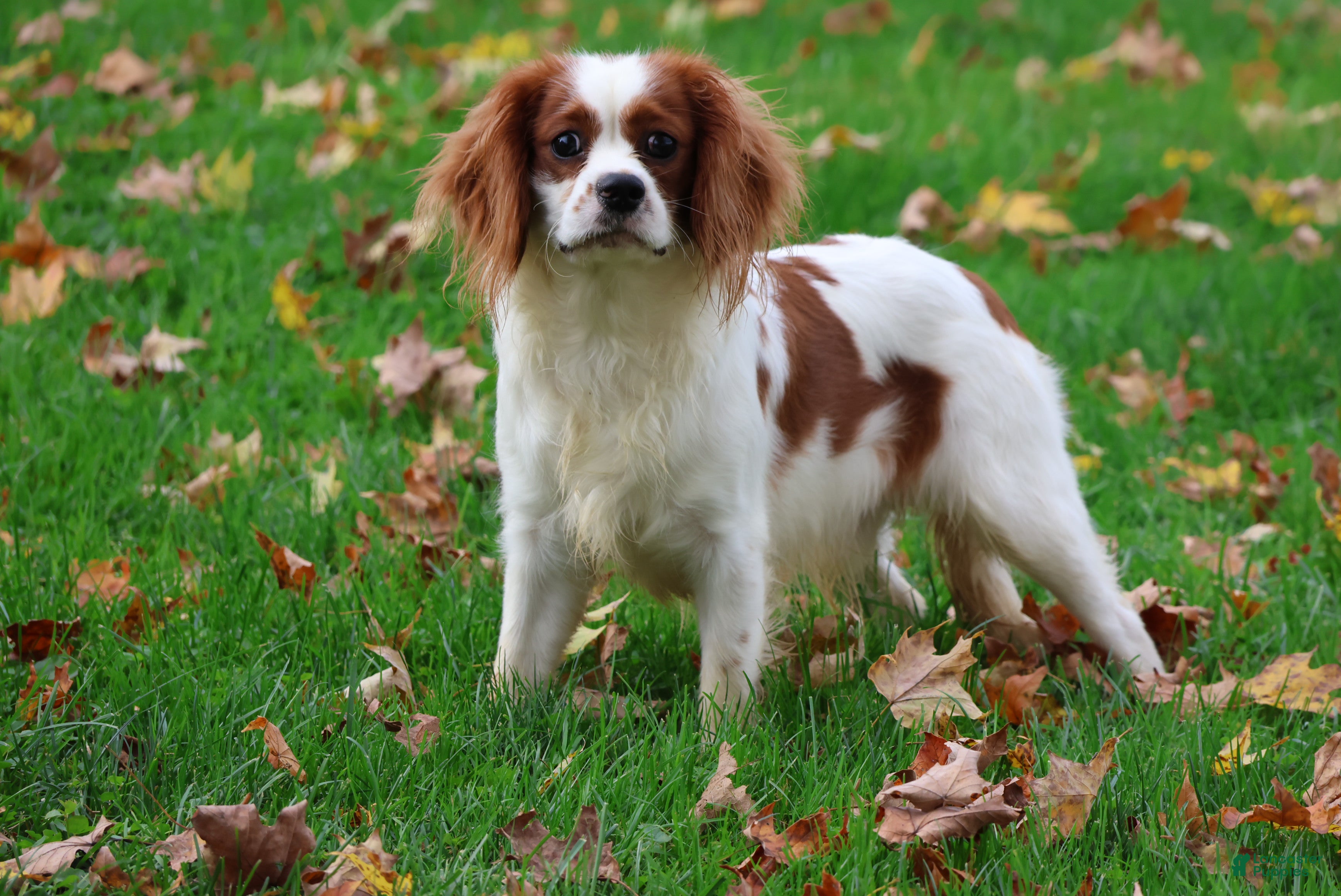 Cavalier King Charles Spaniel dogs for sale: Drew - Ad 1