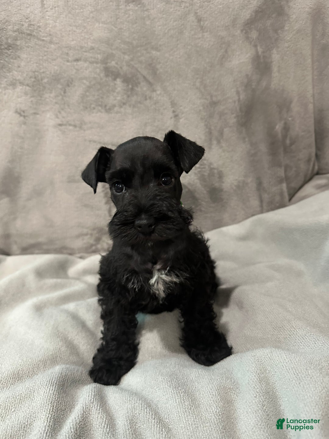 Miniature Schnauzer dogs for sale: Benny - Ad 3