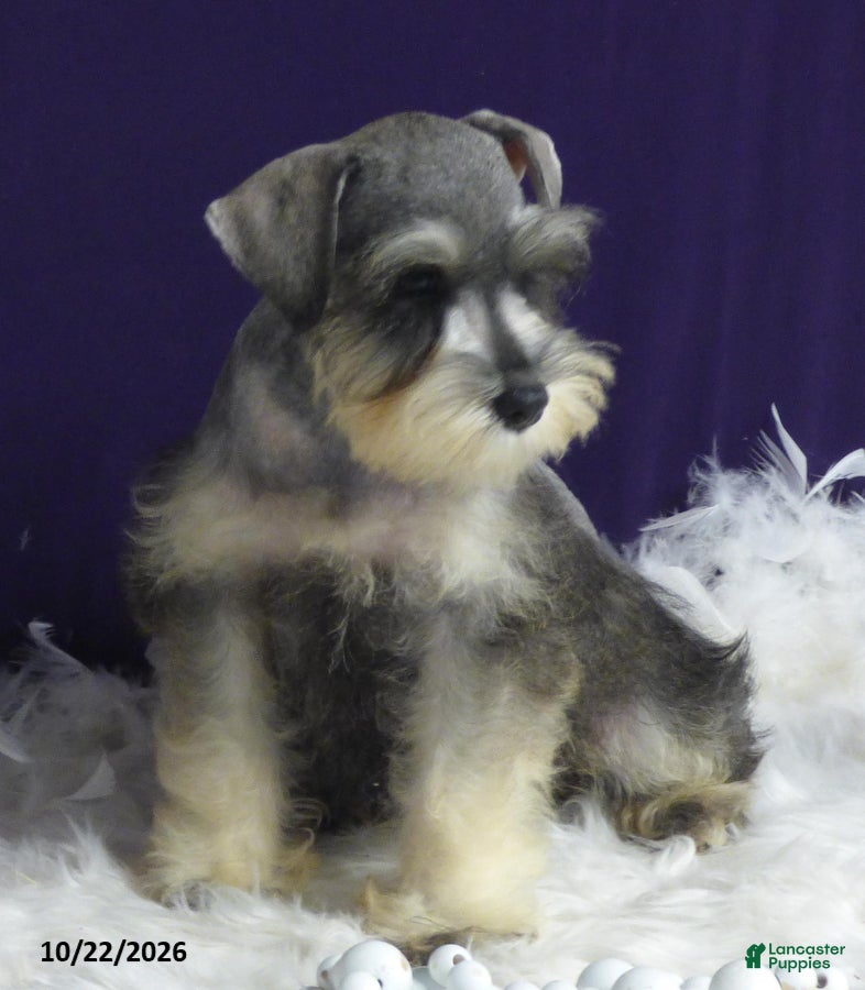 Miniature Schnauzer dogs Twinkles - Ad 2