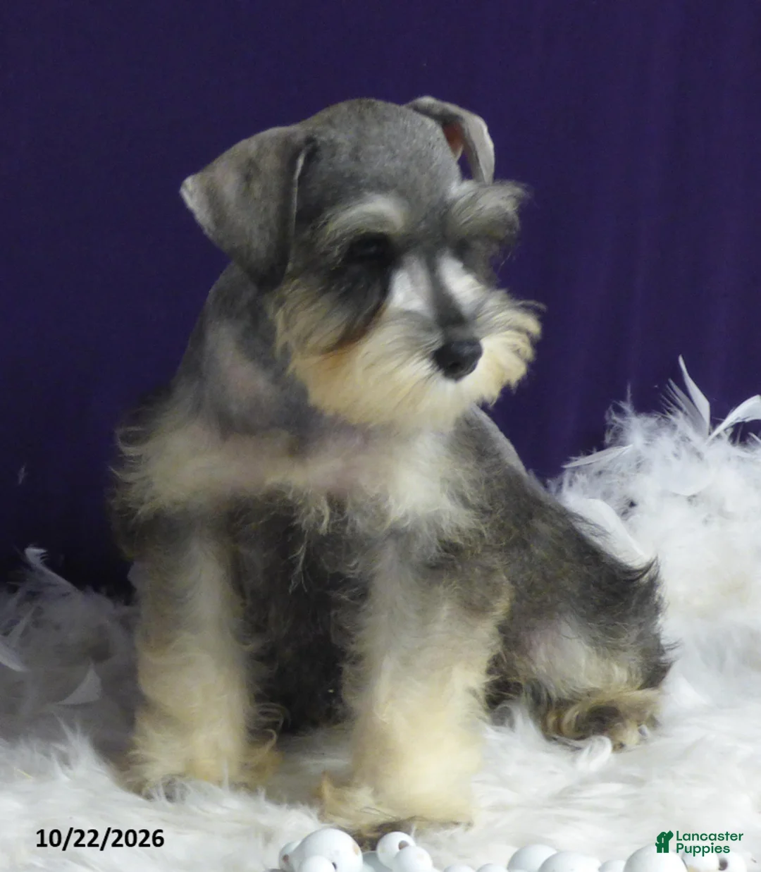 Miniature Schnauzer dogs for sale: Twinkles - Ad 2