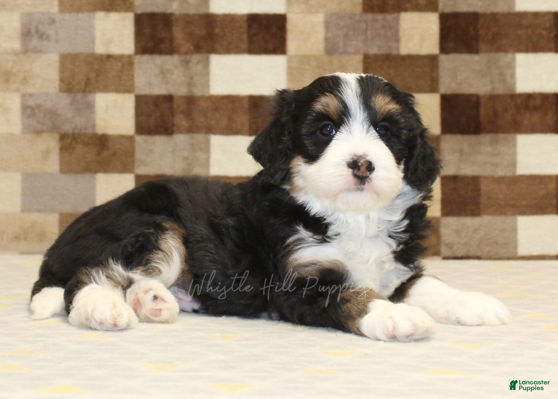Mini Bernedoodle dogs Rascal - Ad 2