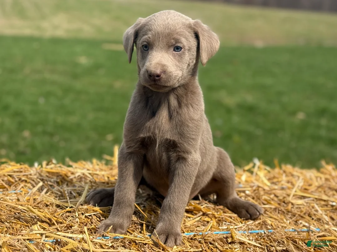 Labrador Retriever dogs for sale: Gordie - Ad 3