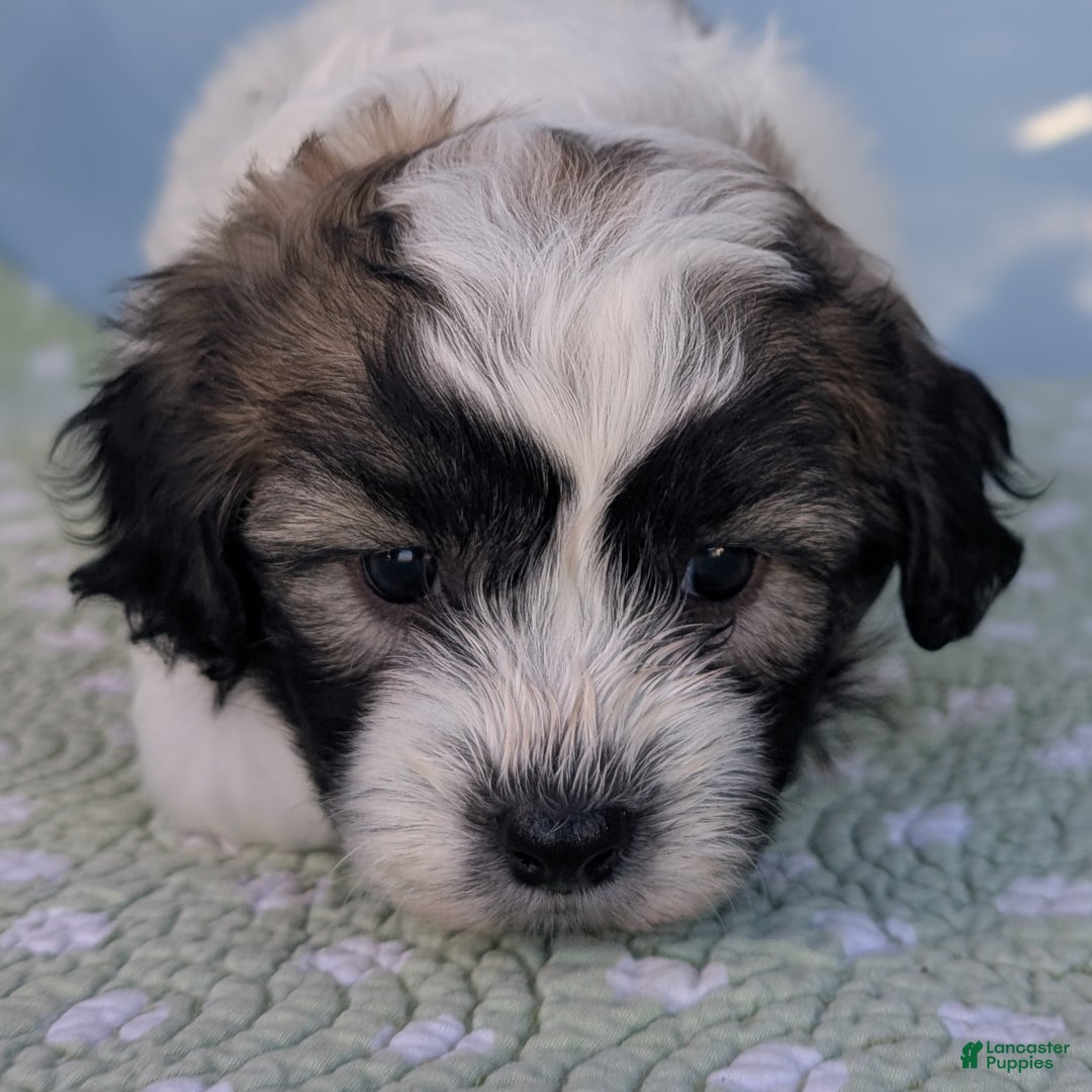 Teddy Bear dogs for sale: Nimbus - Ad 2