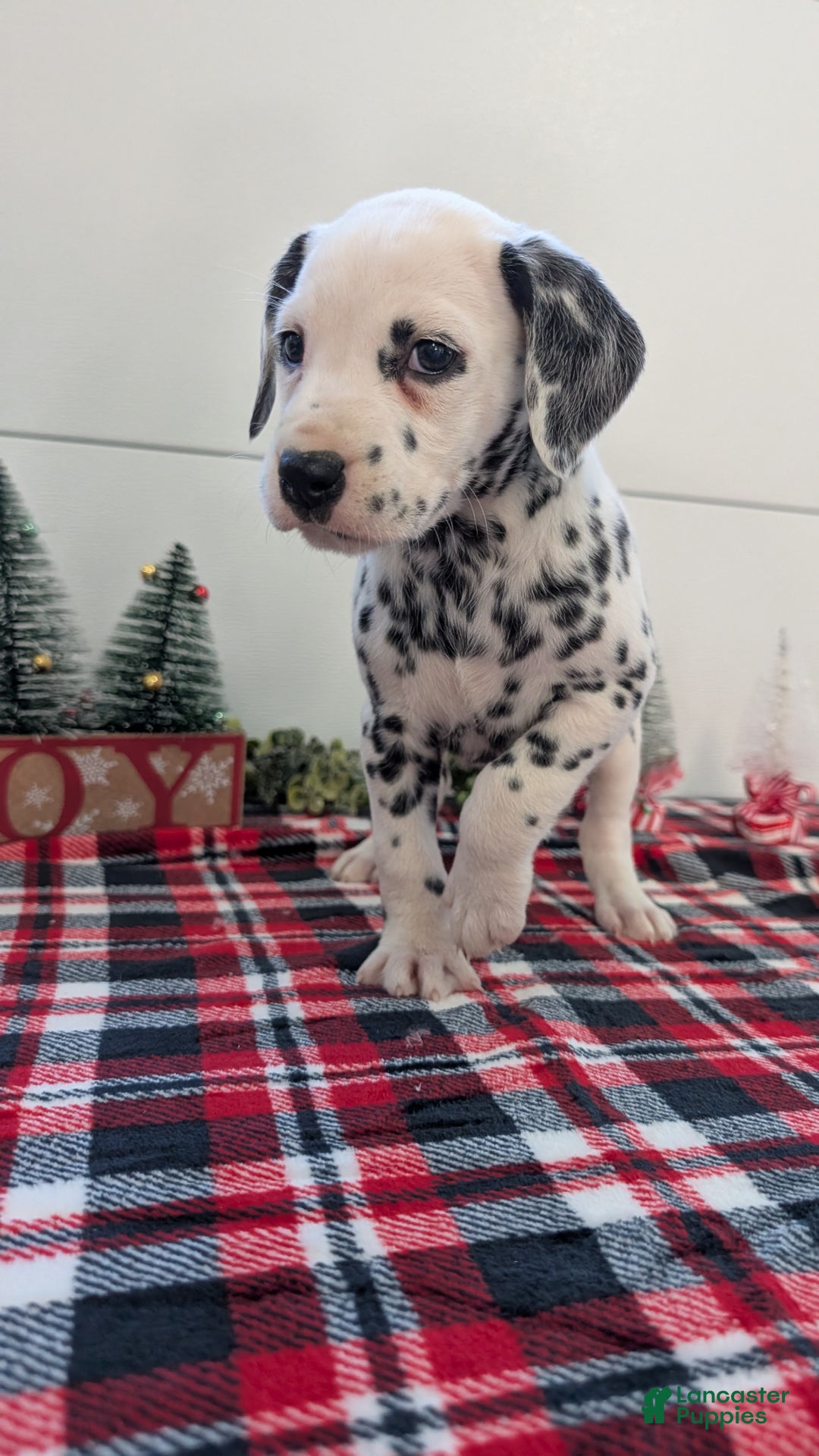 Dalmatian dogs for sale: Maggie - Ad 3