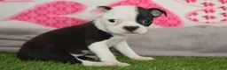 Boston Terrier dogs for sale: Penny - Ad 2