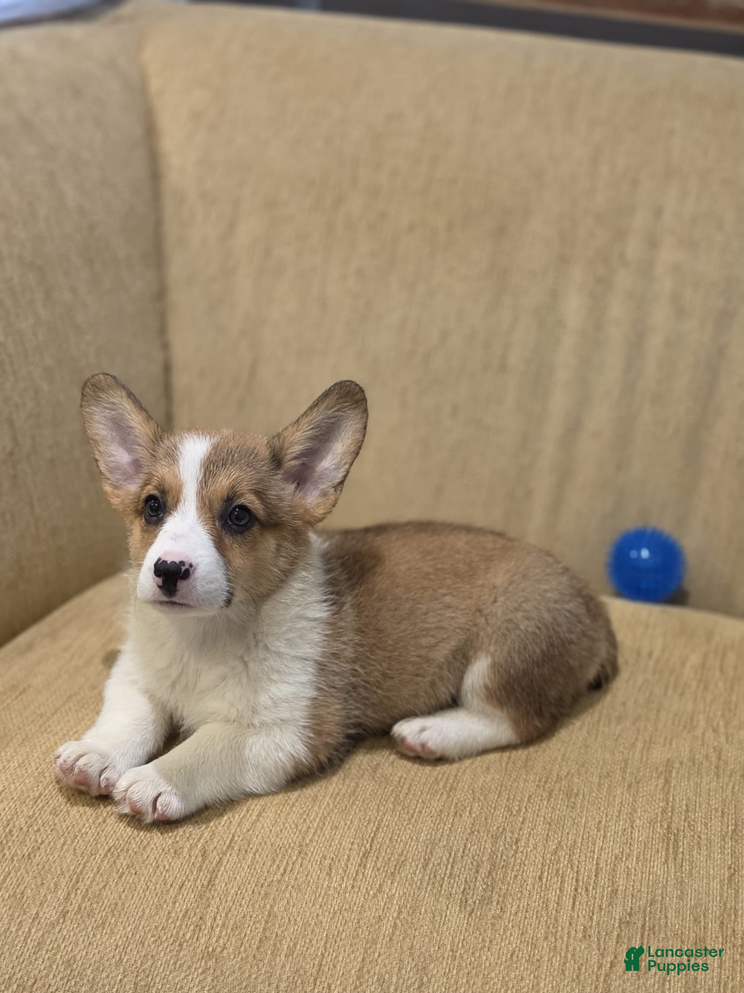 Welsh Corgi Pembroke dogs Welsh Corgi Pembroke 5 - Ad 2