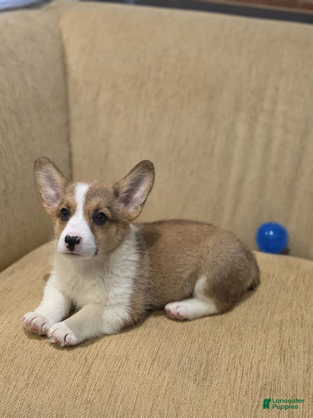 Welsh Corgi Pembroke dogs for sale: Welsh Corgi Pembroke 5 - Ad 2