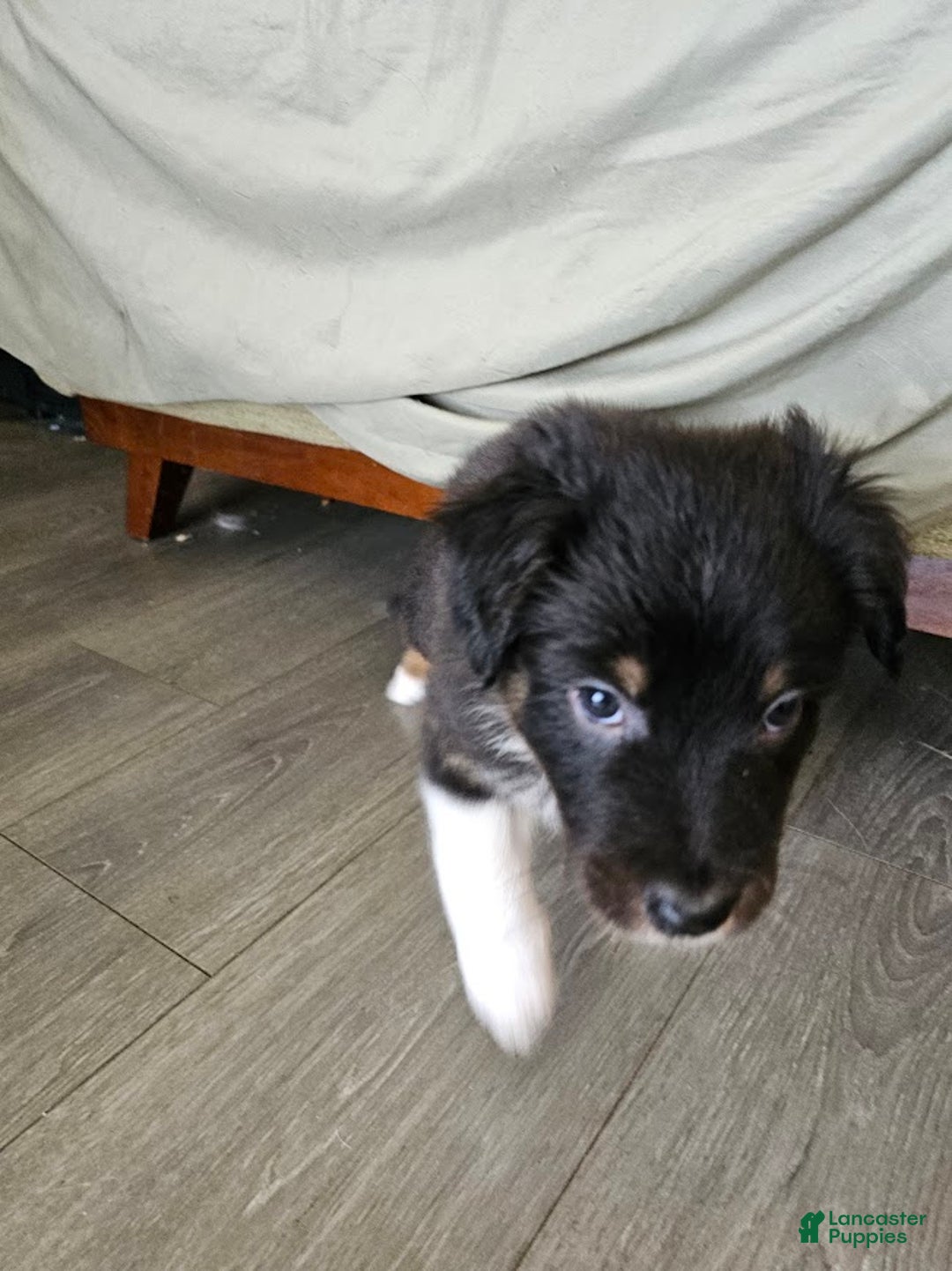 Australian Shepherd dogs for sale: Half n' Half - Ad 4