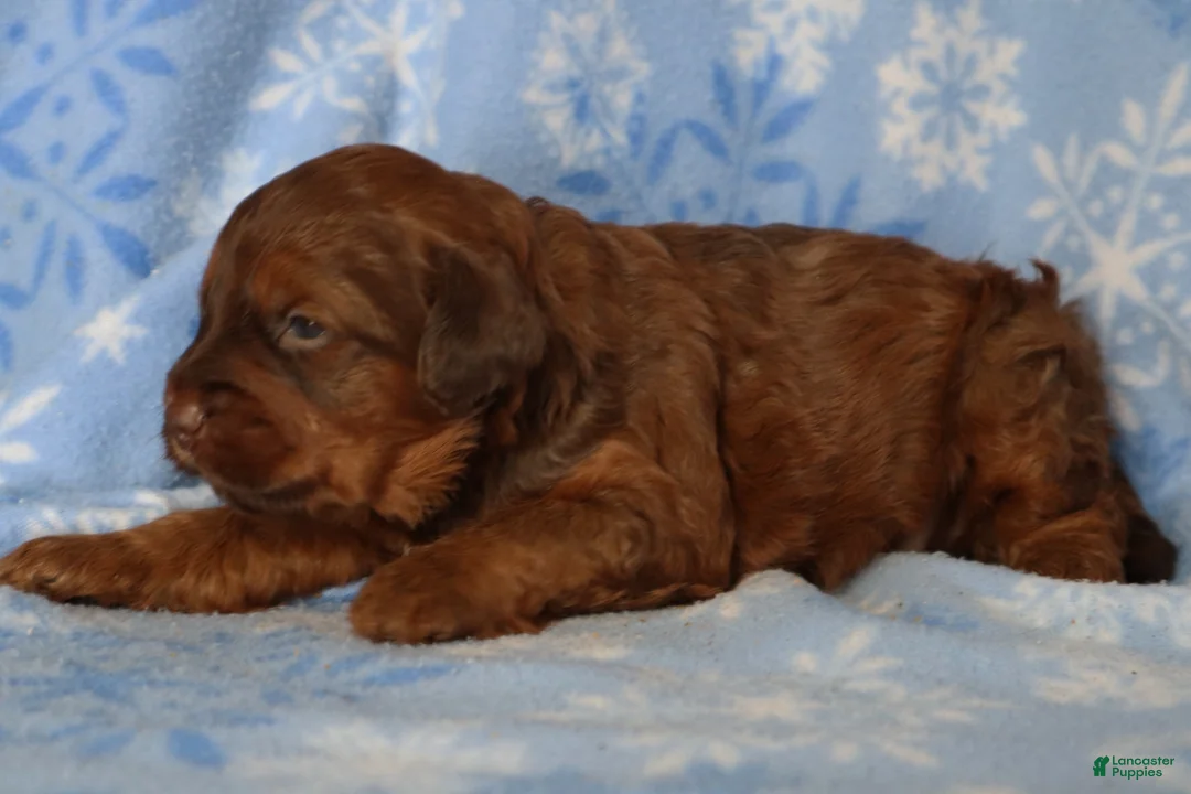 Mini Goldendoodle dogs for sale: Lenny - Ad 2