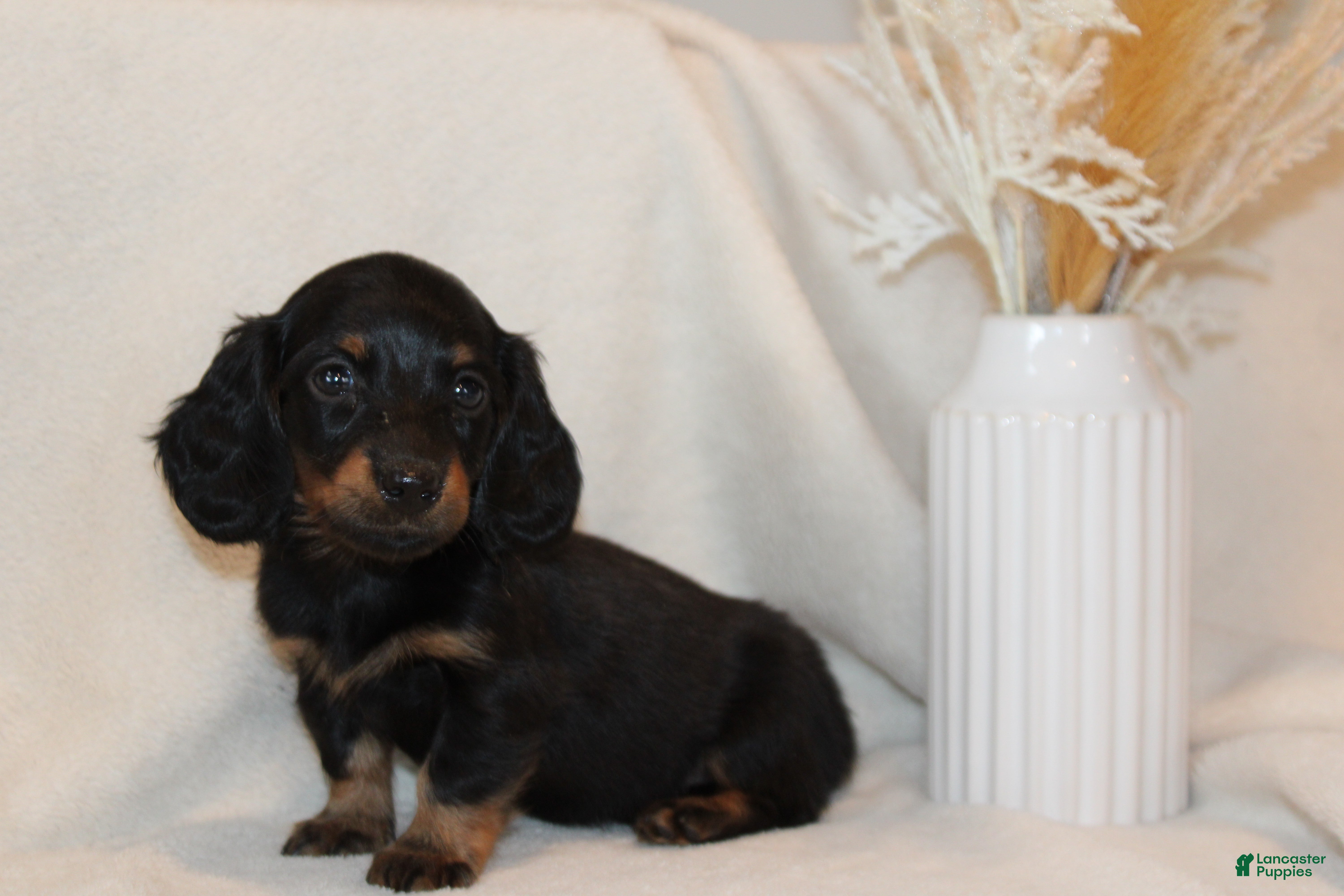 Dapple Dachshund Puppies for sale Lancaster Puppies