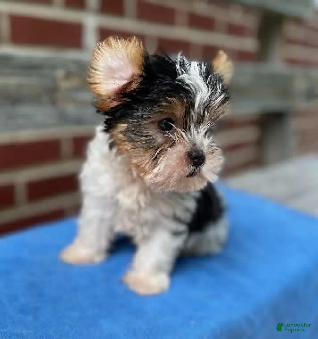 Gallery Image {{count}}