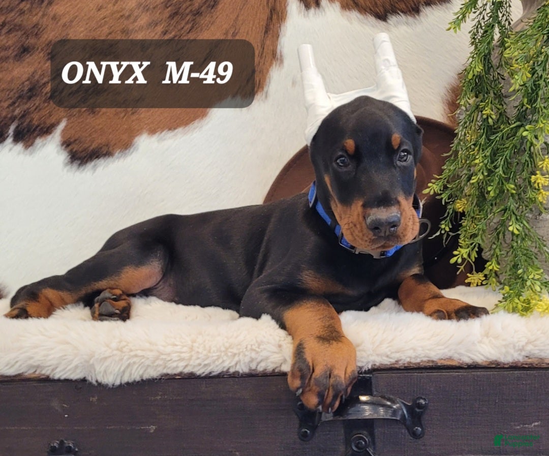 Doberman Pinscher dogs ONYX - Ad 23